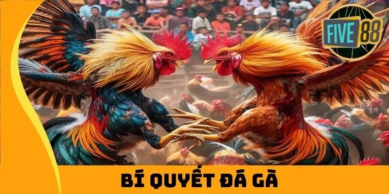 Bí Quyết Đá Gà