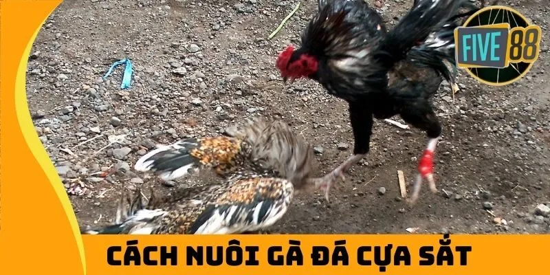 Cách nuôi gà đá cựa sắt