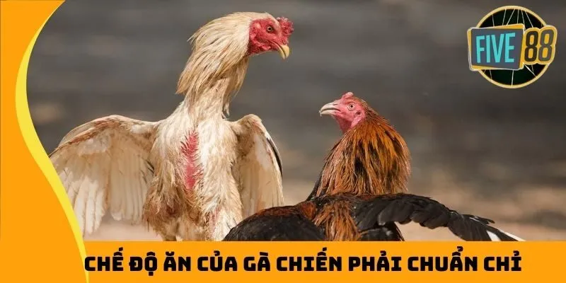 Chế độ ăn của gà chiến phải chuẩn chỉ