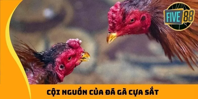 Cội nguồn của đá gà cựa sắt