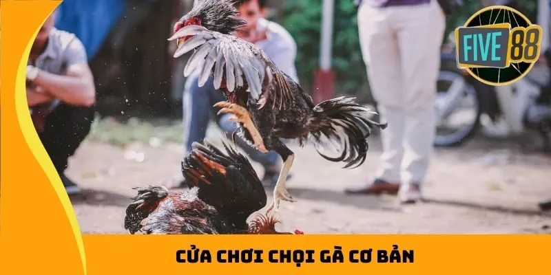 Cửa chơi chọi gà cơ bản