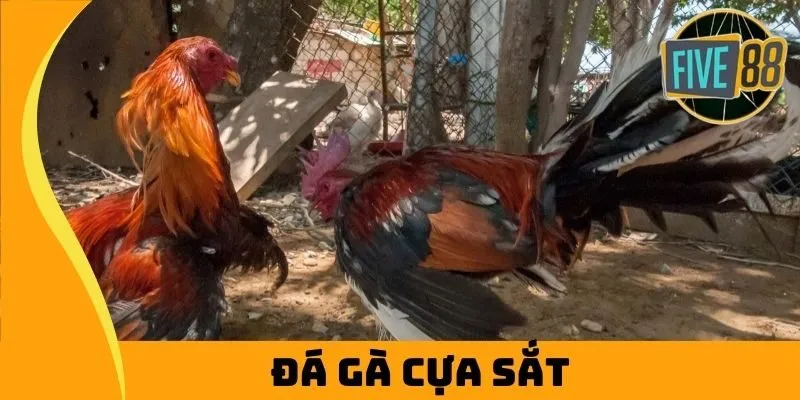 Đá Gà Cựa Sắt