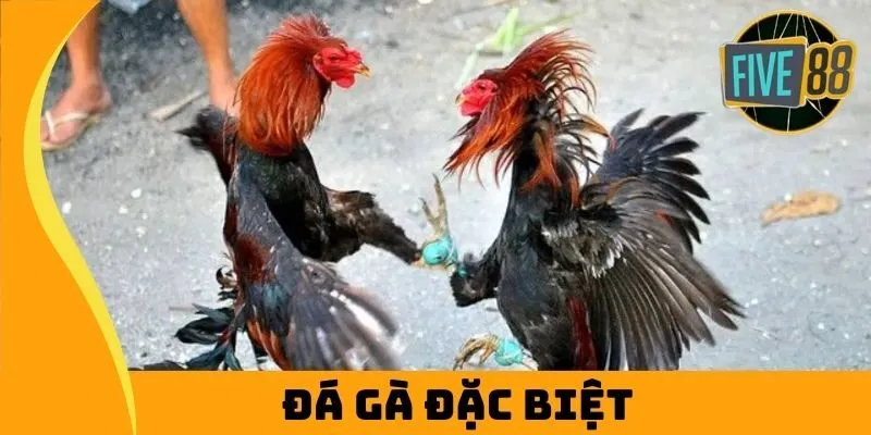 Đá Gà Đặc Biệt