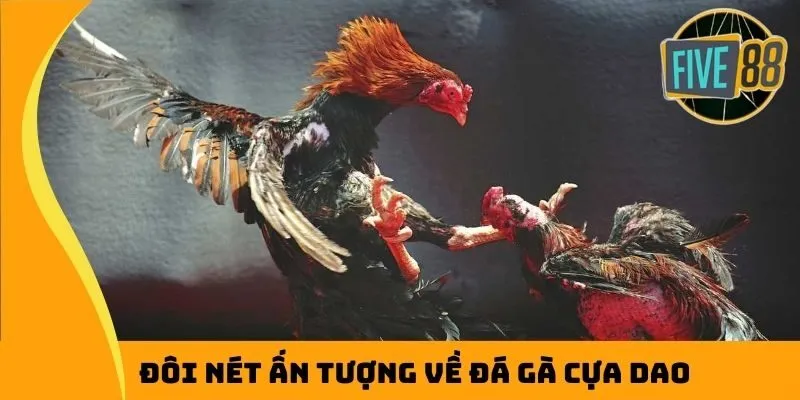 Đôi nét ấn tượng về đá gà cựa dao