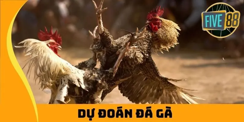 Dự Đoán Đá Gà