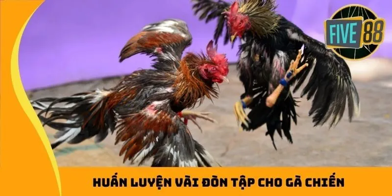 Huấn luyện vài đòn tập cho gà chiến