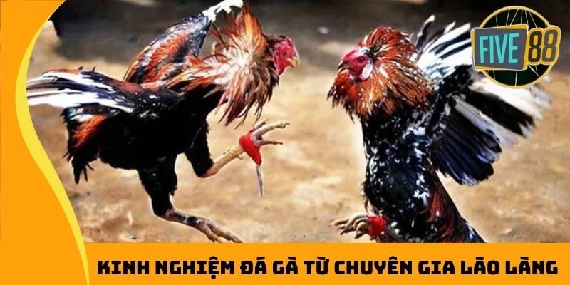 Kinh nghiệm đá gà từ chuyên gia lão làng