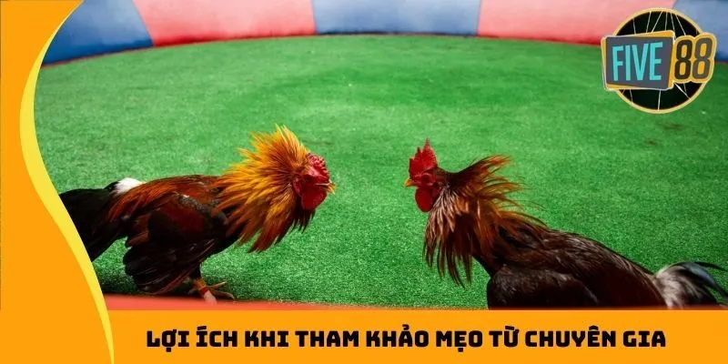 Lợi ích khi tham khảo mẹo từ chuyên gia