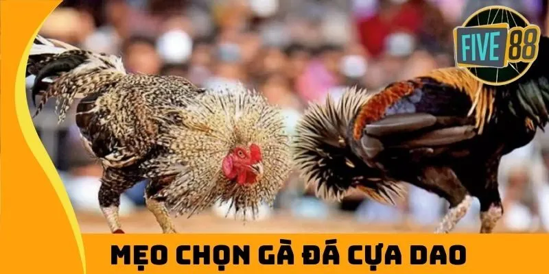 Mẹo chọn gà đá cựa dao