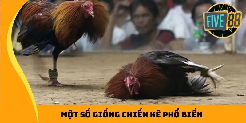 Một số giống chiến kê phổ biến