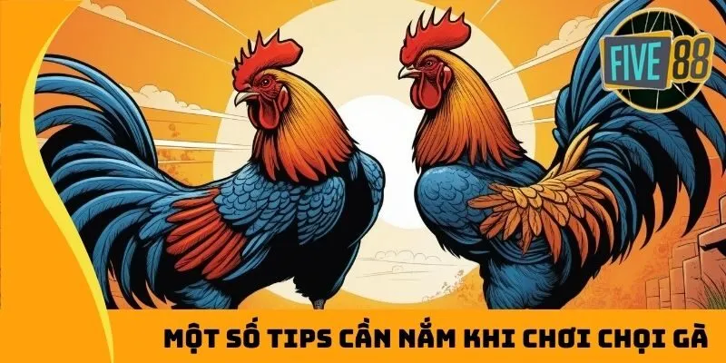 Một số tips cần nắm khi chơi chọi gà