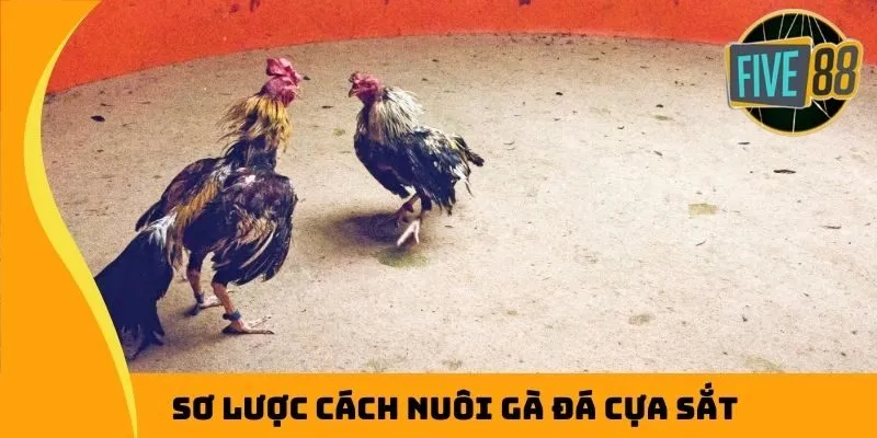 Sơ lược cách nuôi gà đá cựa sắt