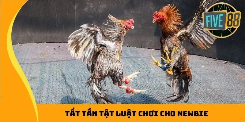 Tất tần tật luật chơi cho newbie