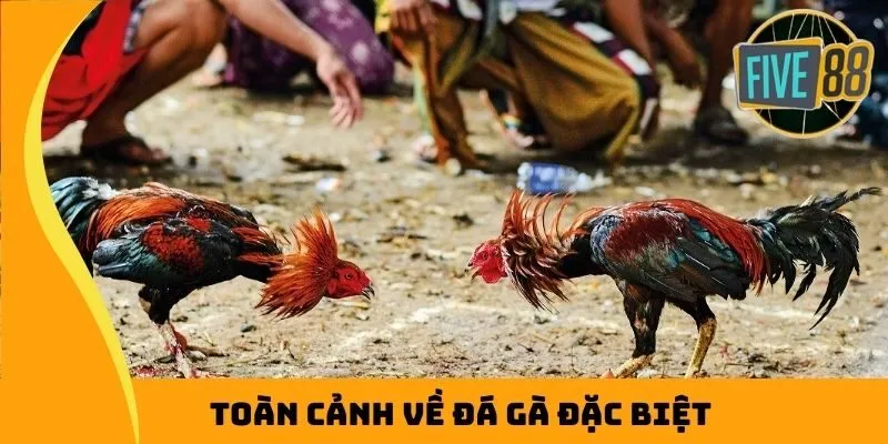 Toàn cảnh về đá gà đặc biệt
