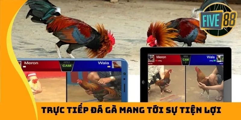 Trực tiếp đá gà mang tới sự tiện lợi