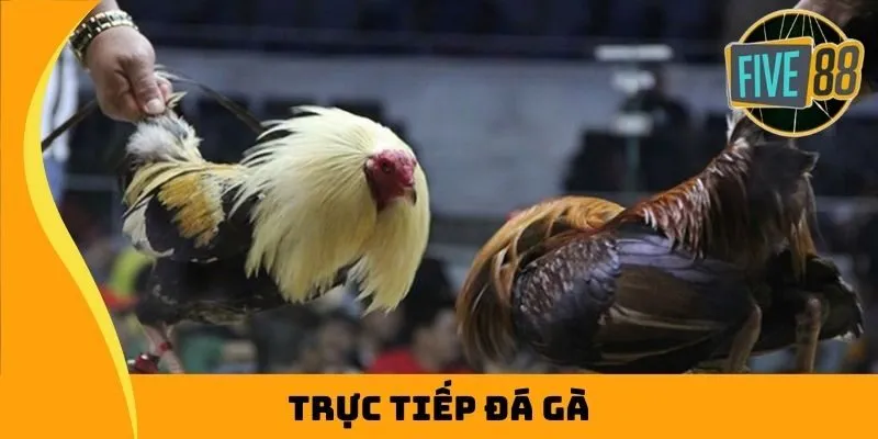 Trực Tiếp Đá Gà