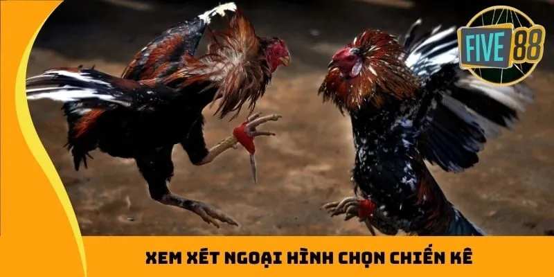 Xem xét ngoại hình chọn gà chọi