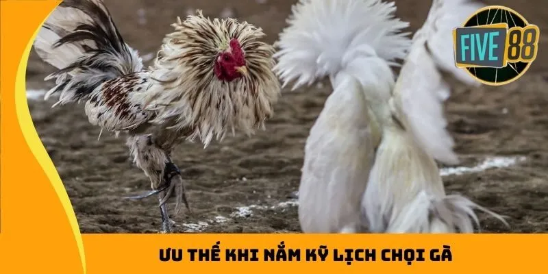 Ưu thế khi nắm kỹ lịch chọi gà